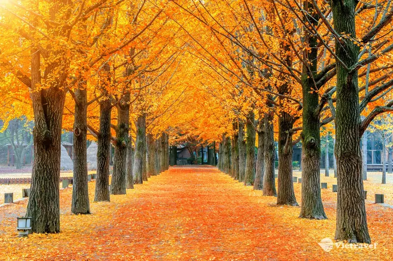 Hàn Quốc: Seoul – Nami - Vườn Morning Calm – Everland | Trải nghiệm mặc Hanbok tại Cung điện Hoàng Gia Gyeongbok 