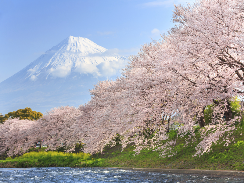 Nhật Bản: Nagoya - Làng cổ Shirakawa - Takayama - Núi Phú Sĩ - Tokyo - Công viên Shinjuku Gyoen | Ngắm Hoa Anh Đào & Hái trái cây