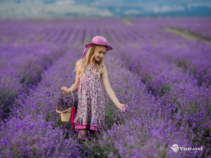 Tây Âu: Ý - Thụy Sĩ - Pháp - Bỉ - Đức (Mùa hoa Lavender, trải nghiệm chuyến tàu leo núi đến với làng Zermatt)