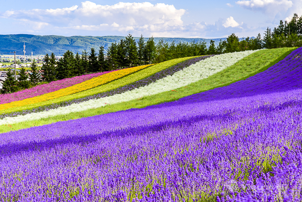 Nhật Bản: Hokkaido – Chitose – Noboribetsu – Sapporo – Nông trại hoa Tomita – Otaru – Chitose (3 đêm khách sạn) | Ngắm hoa Oải Hương